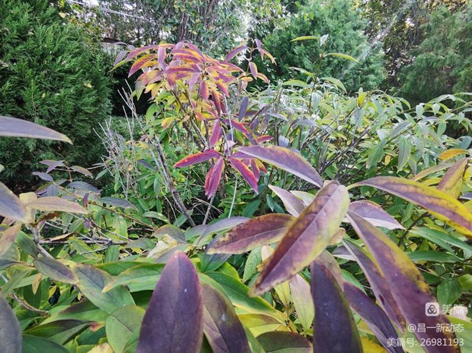 绿色的植物

中度可信度描述已自动生成