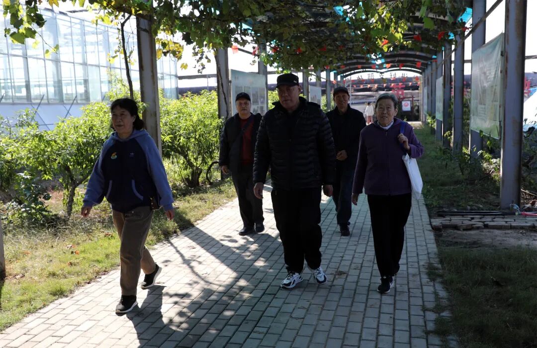 重阳采摘乐 夕阳暖金秋——昌乐一中组织退休教师开展采摘活动